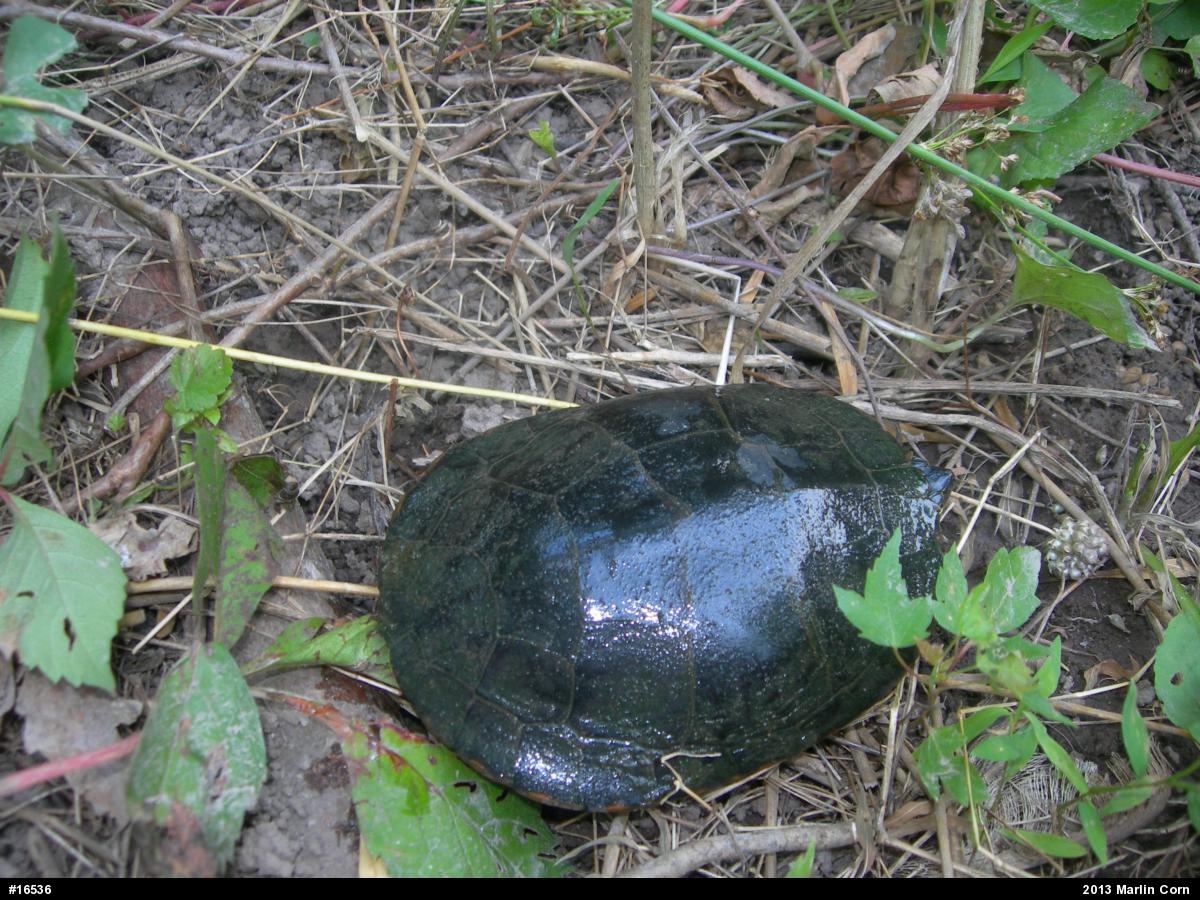 Painted Turtle
