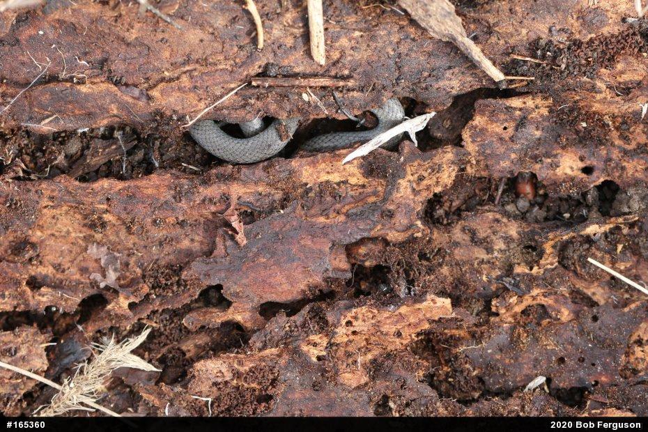 Northern Ring-necked Snake