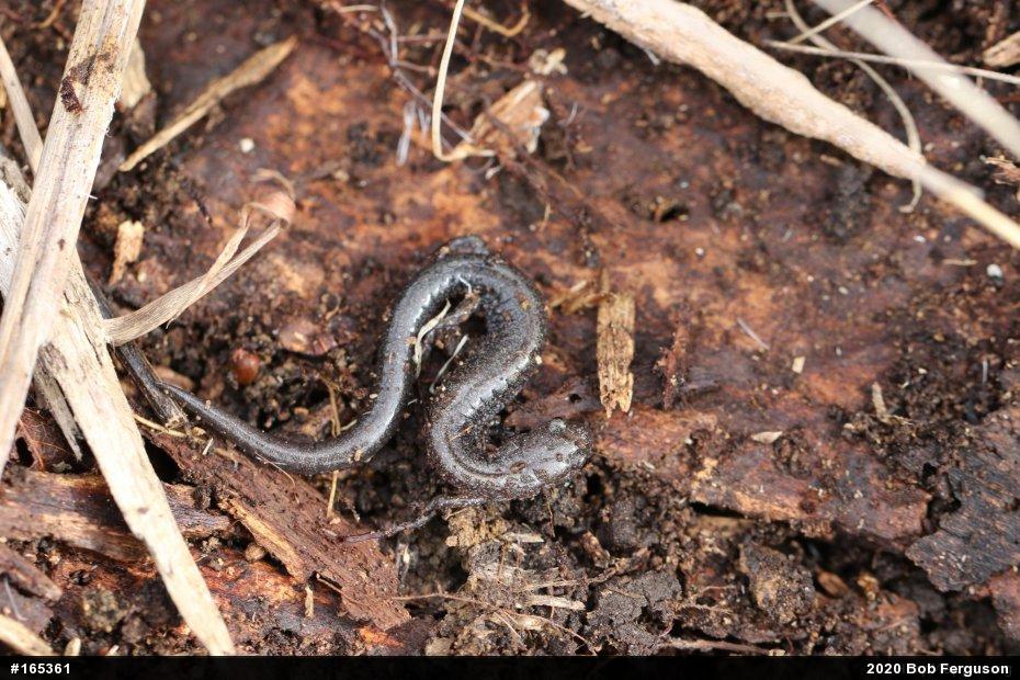 Eastern Red-backed  Salamander