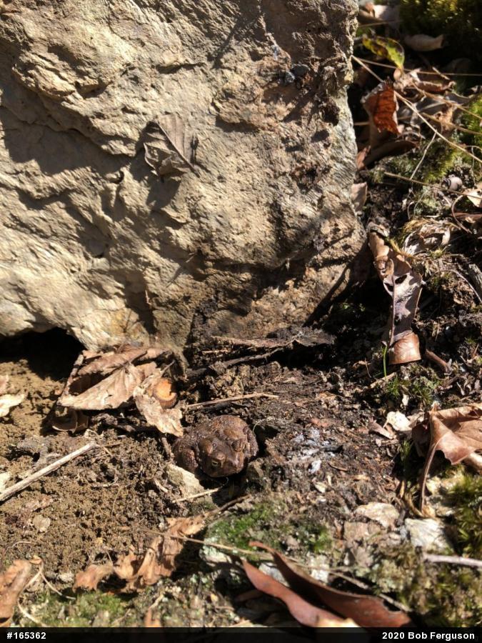 Eastern American Toad