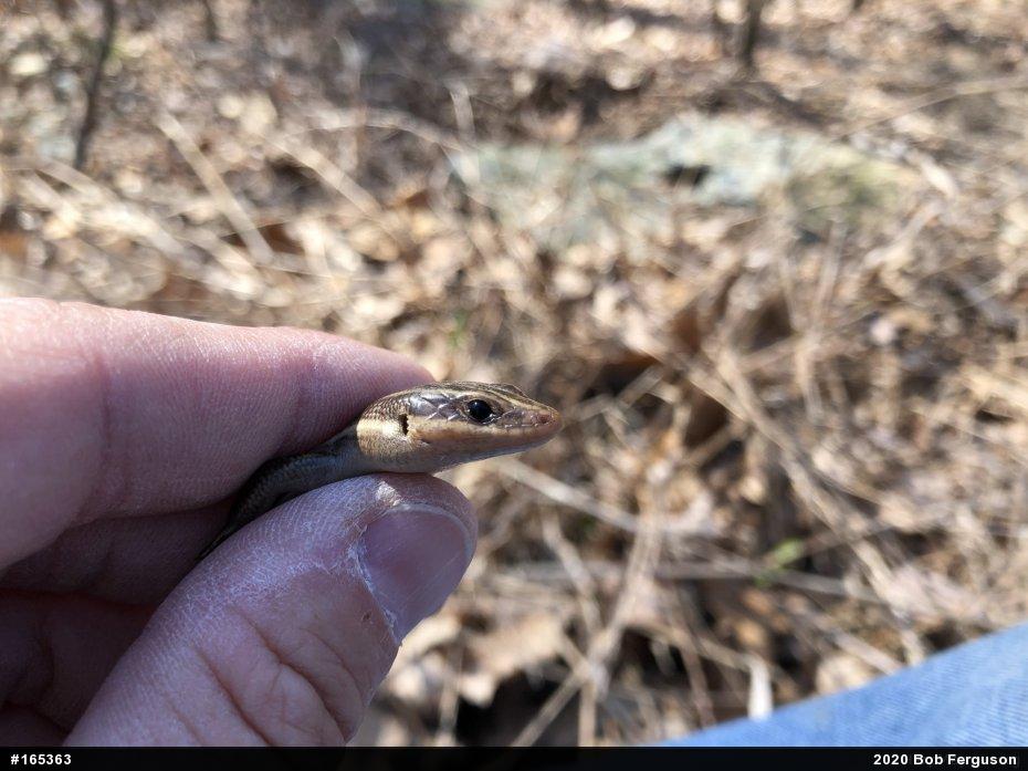 Common Five-lined Skink