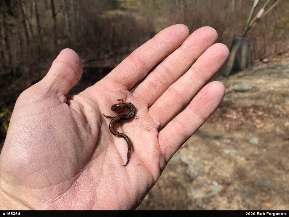 Eastern Red-backed  Salamander