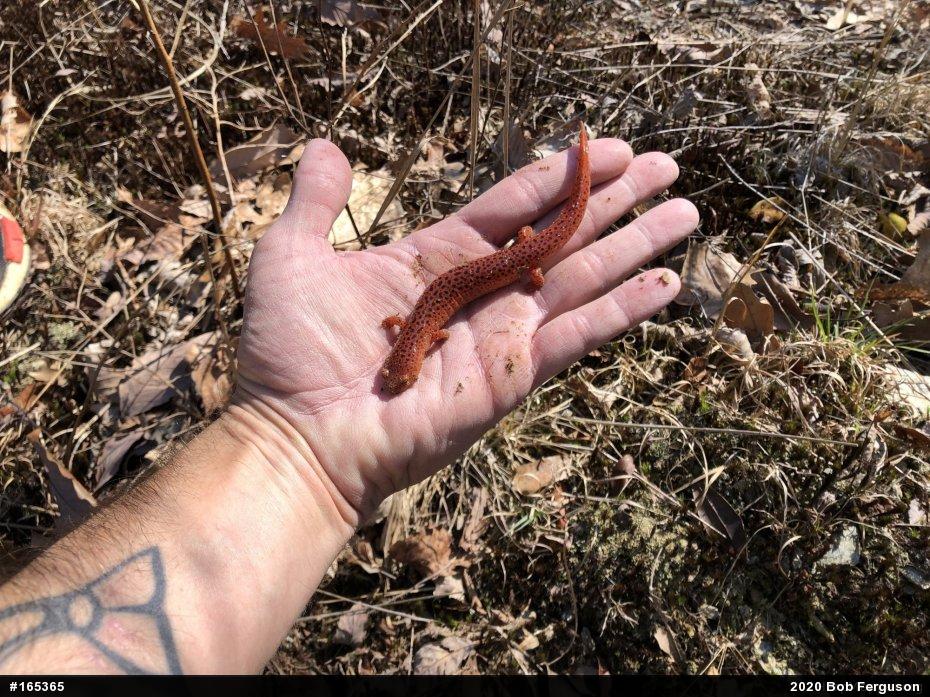 Northern Red Salamander