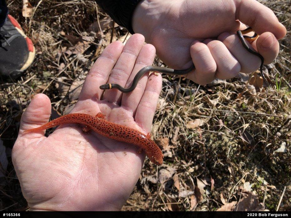 Northern Ring-necked Snake