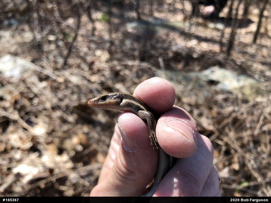 Common Five-lined Skink