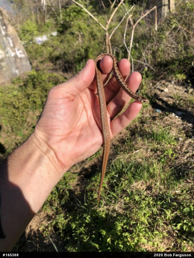 Dekay's Brownsnake