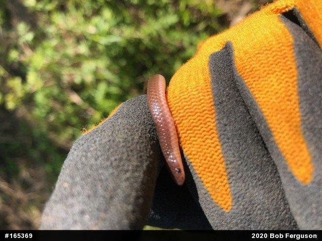 Eastern Wormsnake