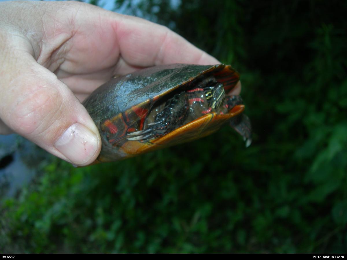 Painted Turtle