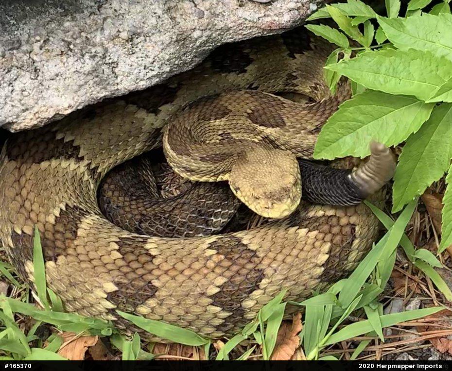 Timber Rattlesnake