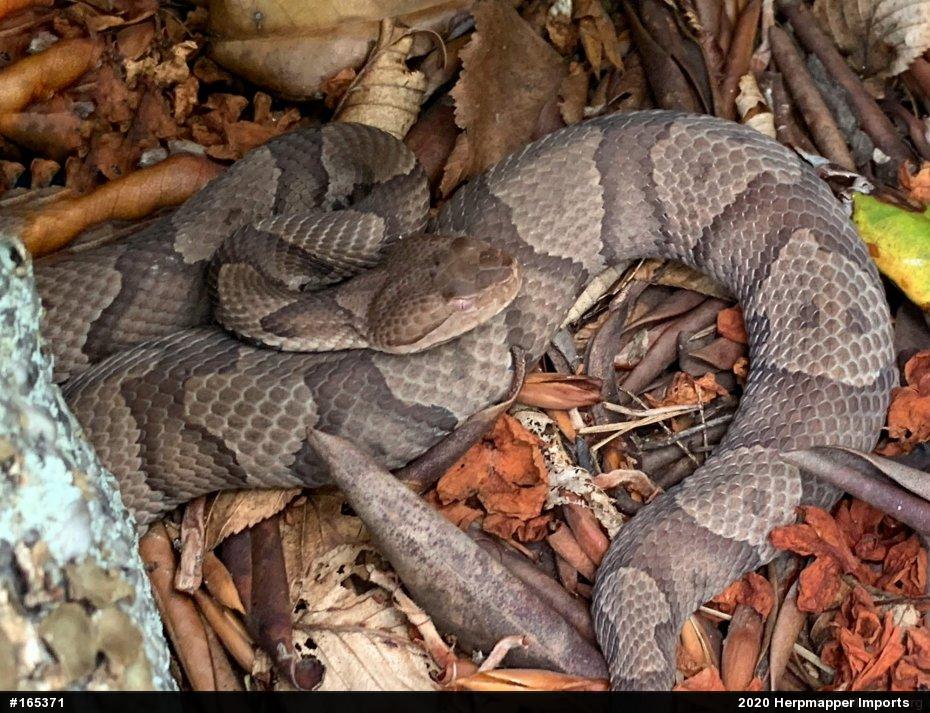 Northern Copperhead