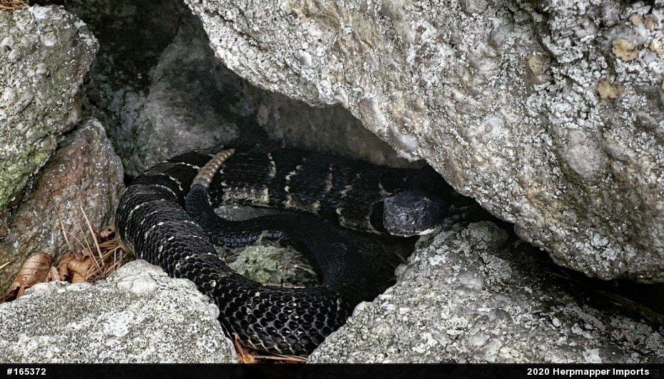 Timber Rattlesnake