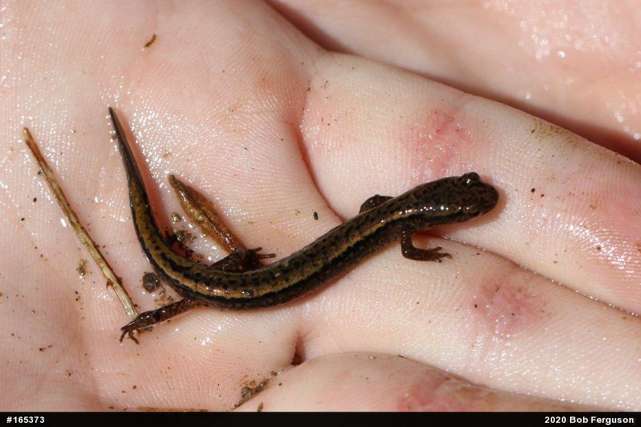 Northern Two-lined Salamander