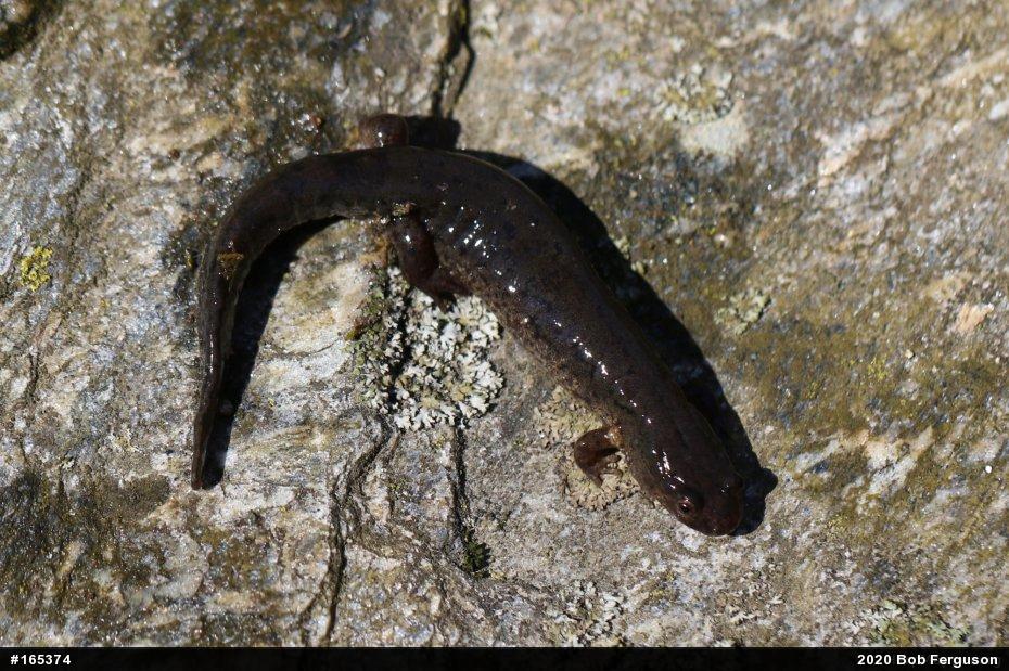 Northern Dusky Salamander