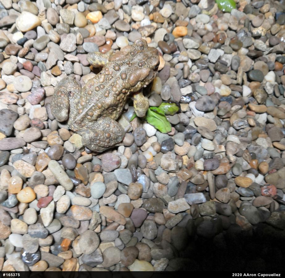 Eastern American Toad