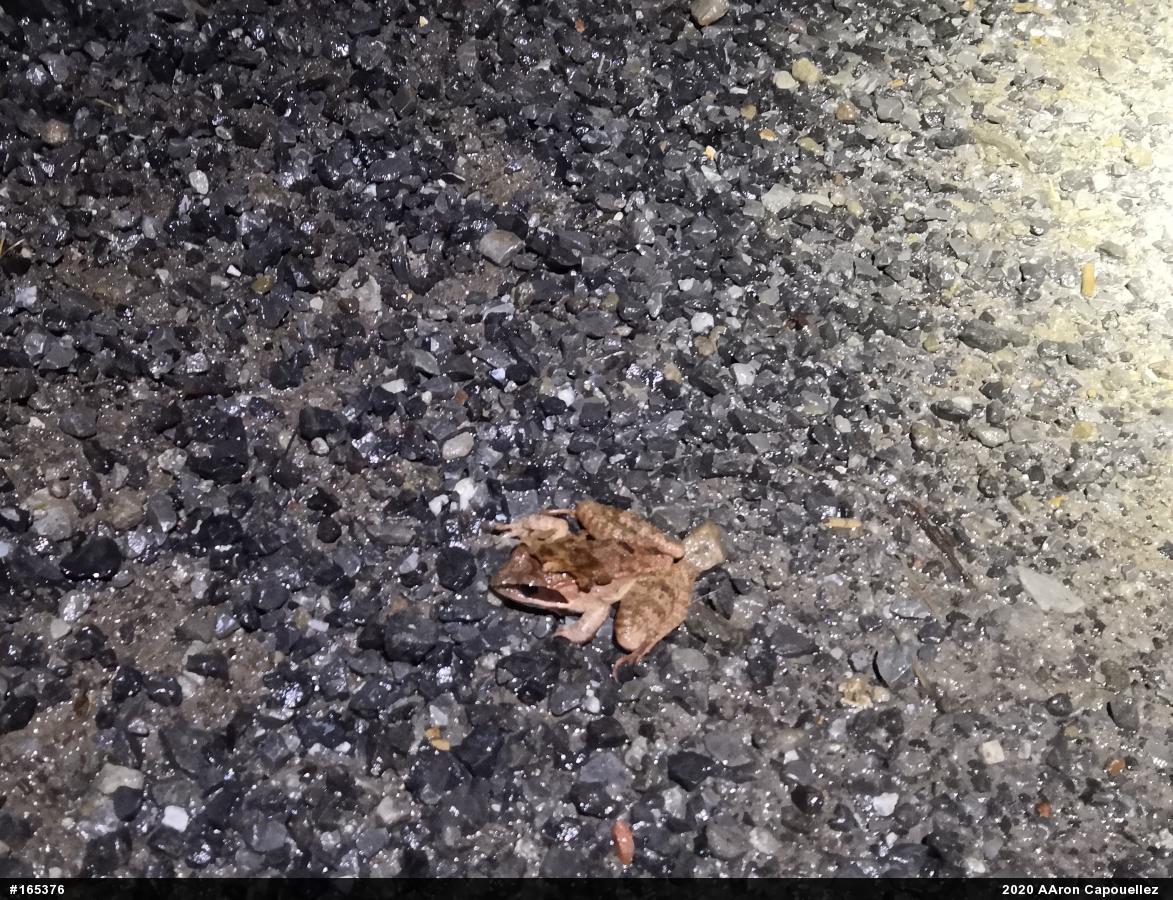Wood Frog