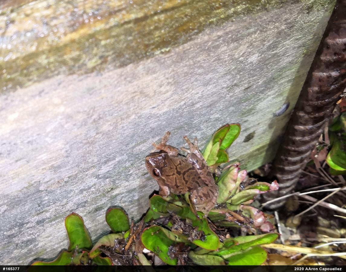 Spring Peeper