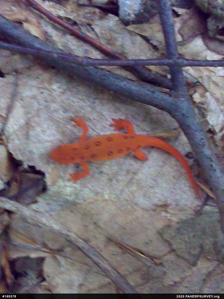 Red-spotted Newt