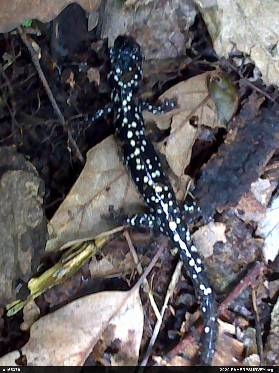 Northern Slimy Salamander