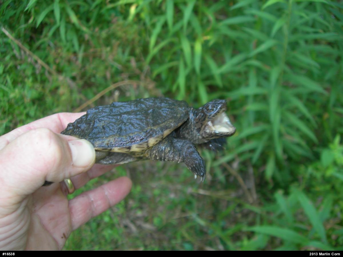 Snapping Turtle