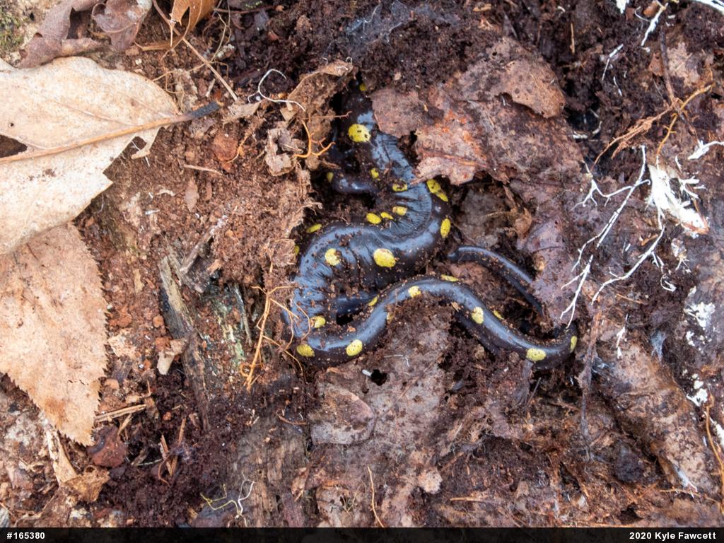 Spotted Salamander