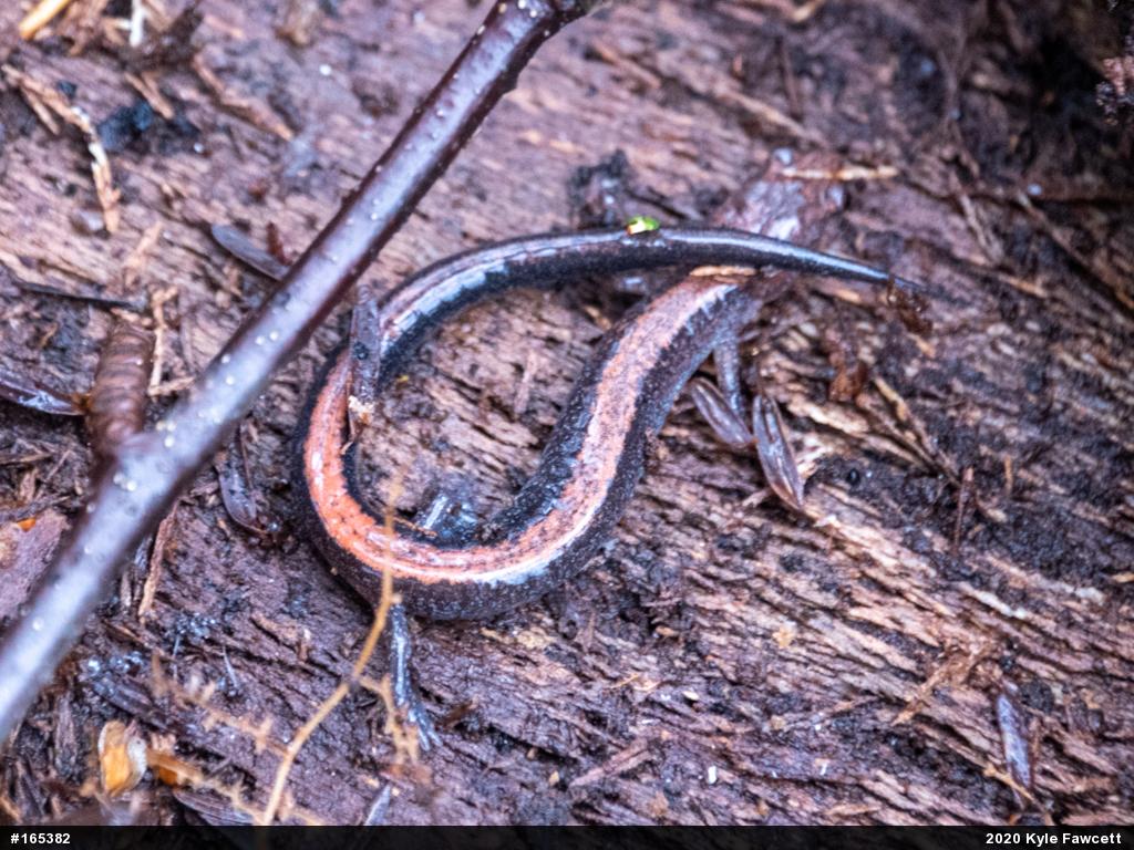 Eastern Red-backed  Salamander