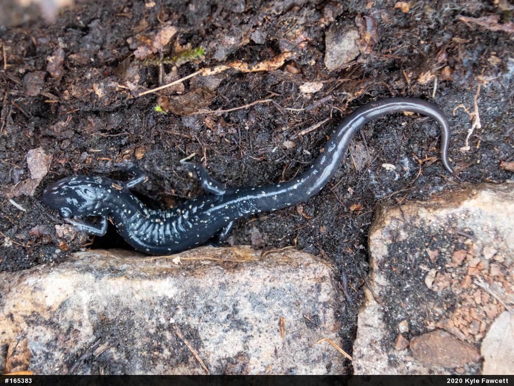 Northern Slimy Salamander