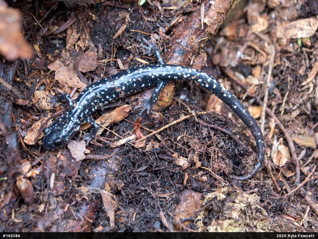 Northern Slimy Salamander