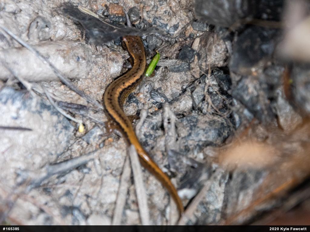 Northern Two-lined Salamander
