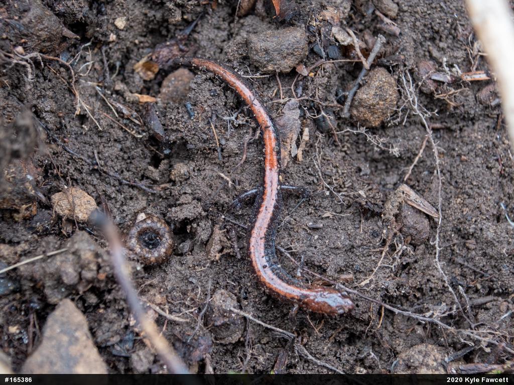 Eastern Red-backed  Salamander