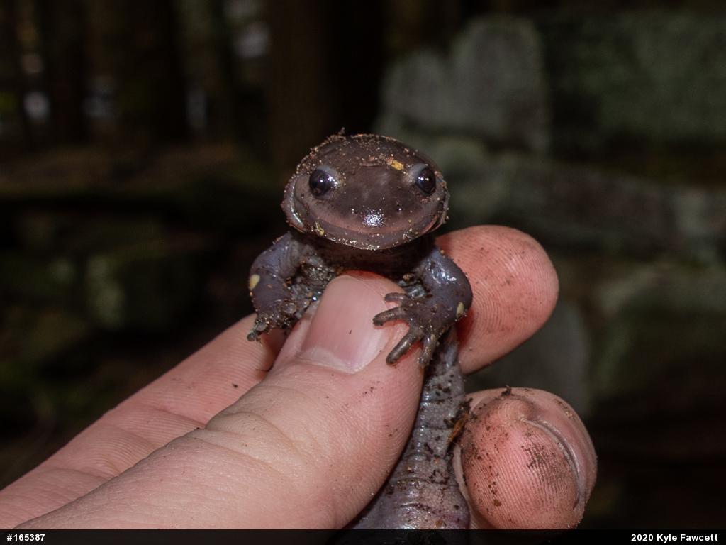 Spotted Salamander