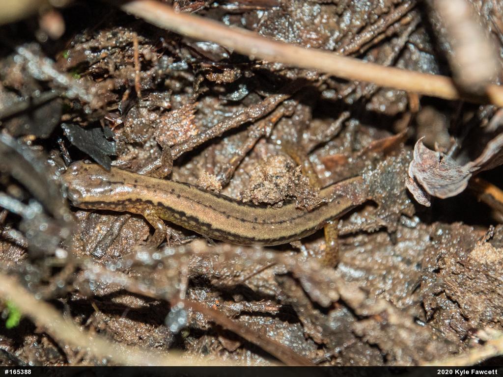 Northern Two-lined Salamander