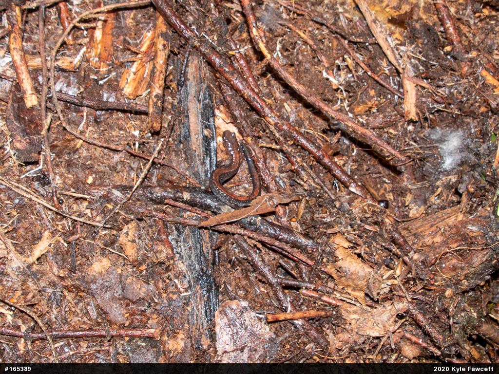 Eastern Red-backed  Salamander