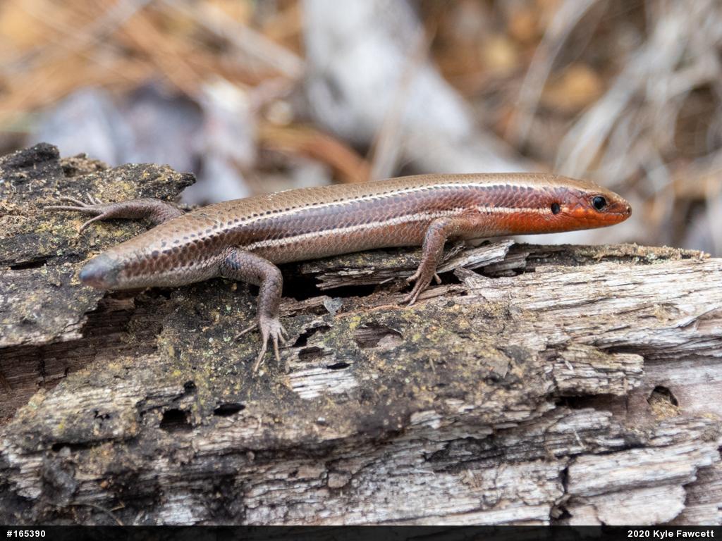 Northern Coal Skink