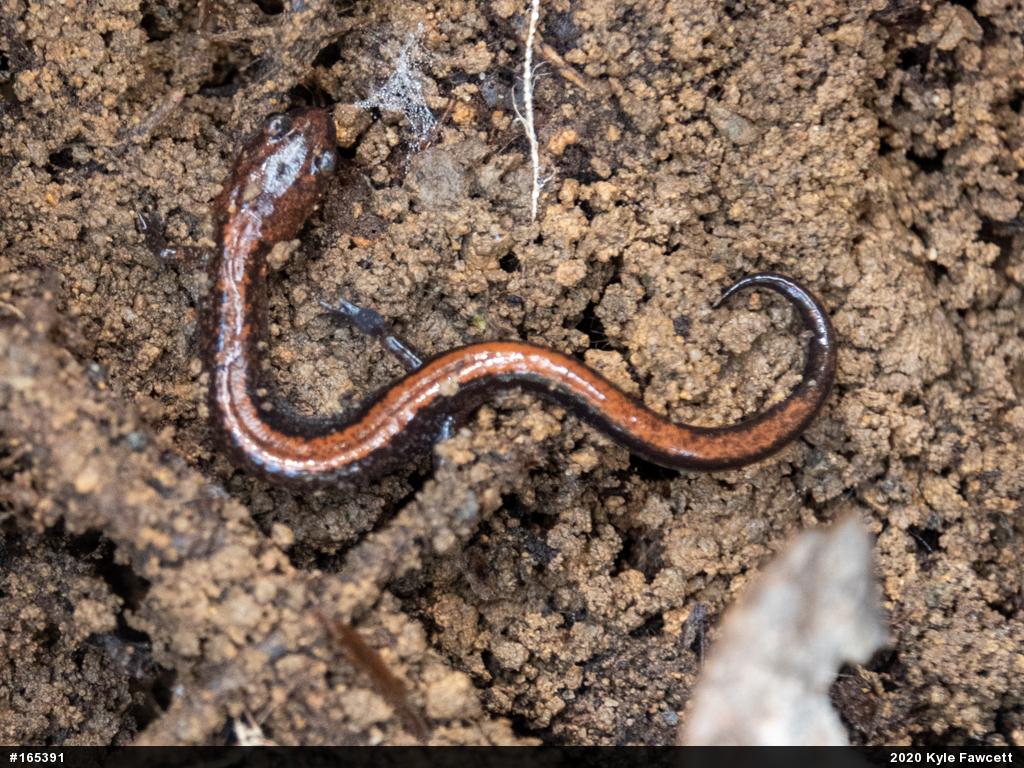 Eastern Red-backed  Salamander