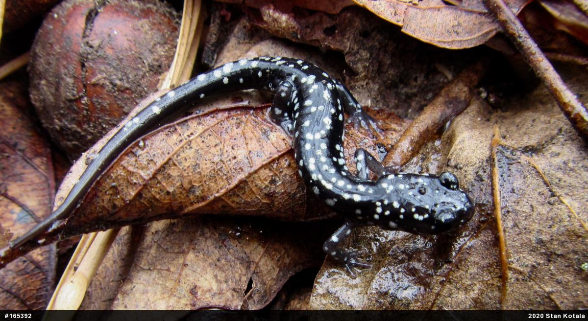 Northern Slimy Salamander