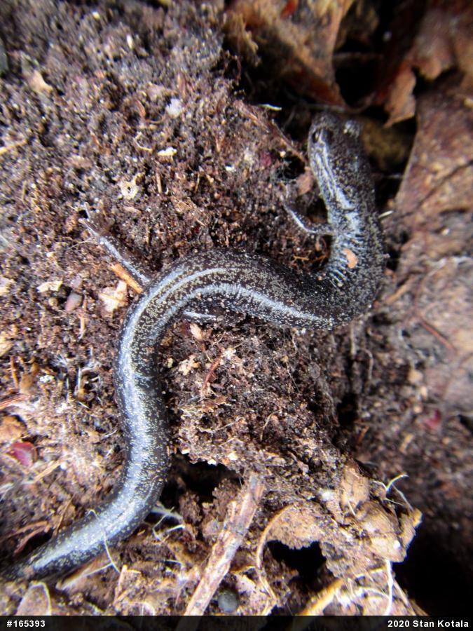 Woodland Salamanders