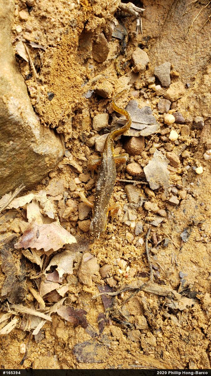 Red-spotted Newt