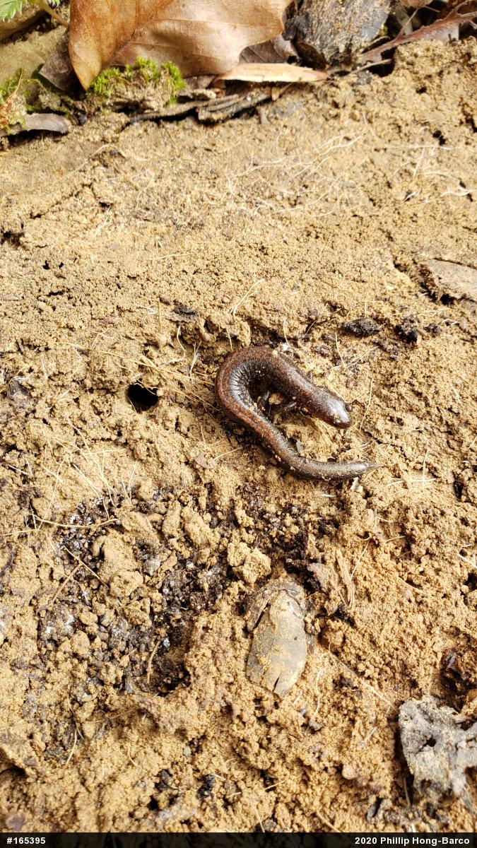 Eastern Red-backed  Salamander