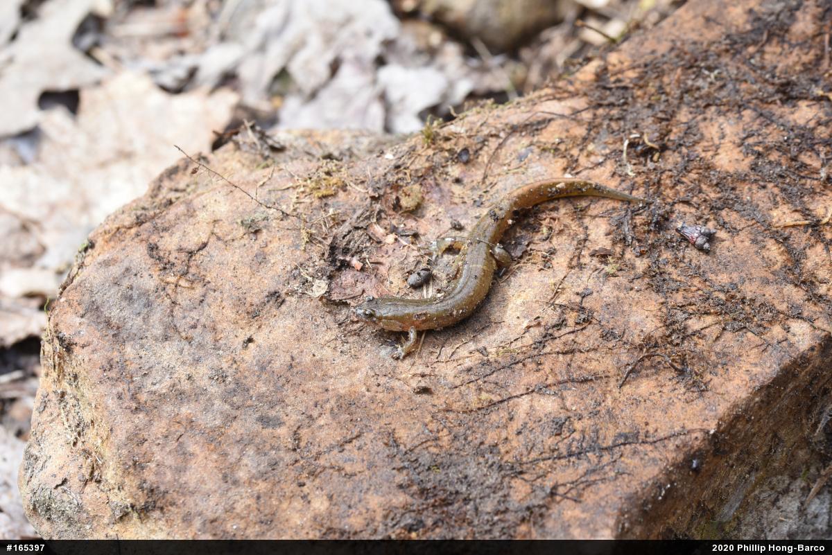 Northern Dusky Salamander