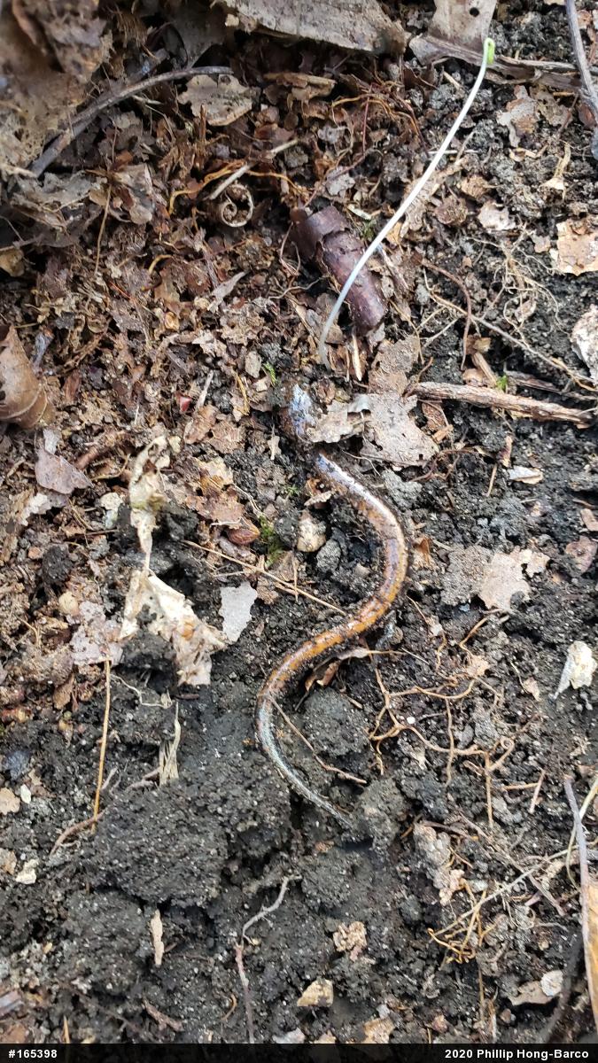 Eastern Red-backed  Salamander