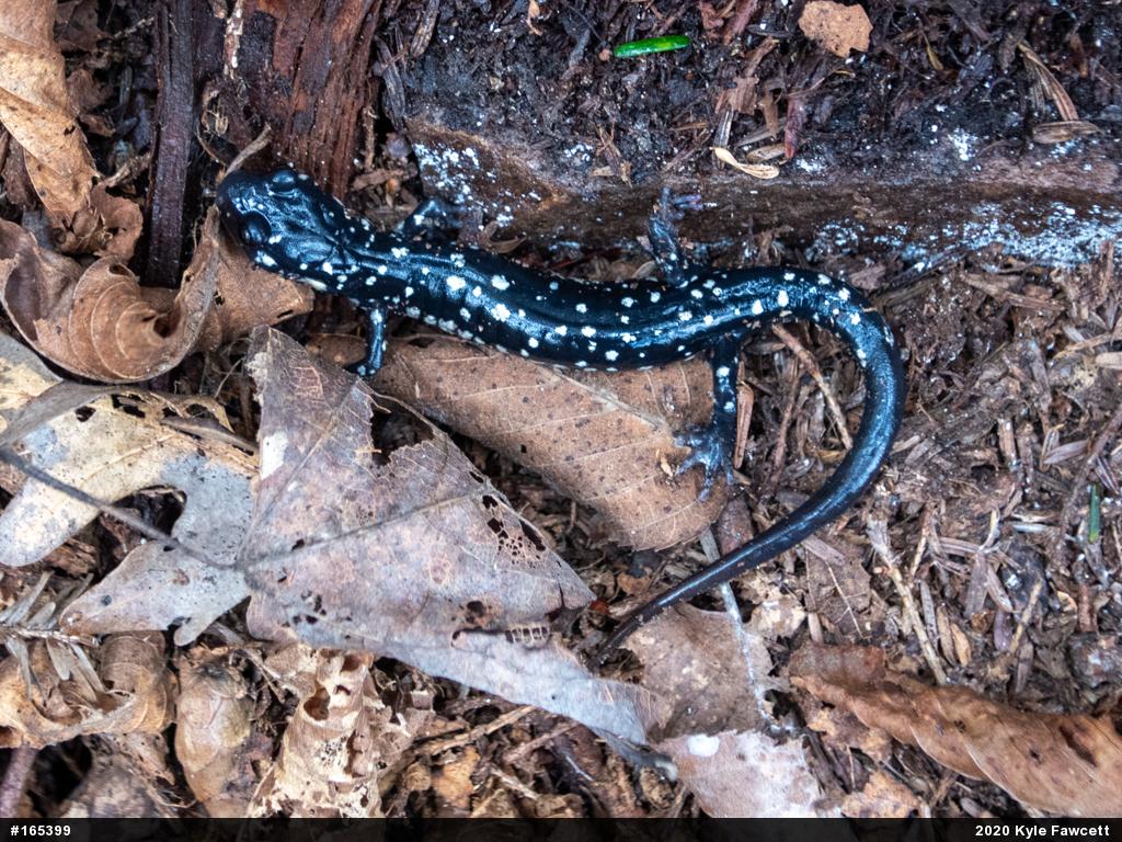 Northern Slimy Salamander