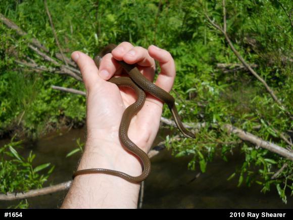 Queensnake