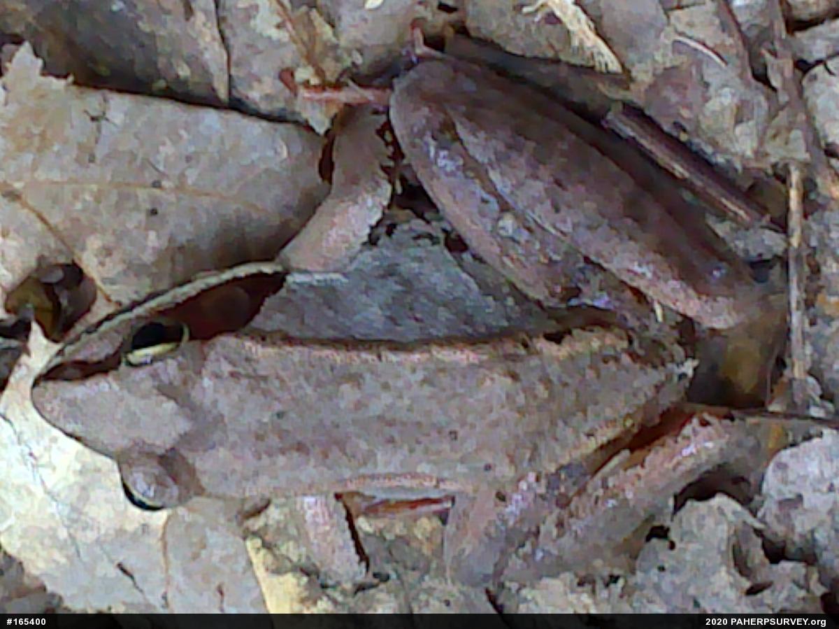 Wood Frog