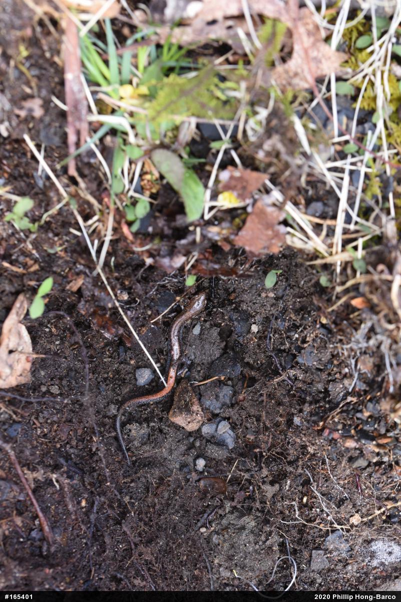 Eastern Red-backed  Salamander