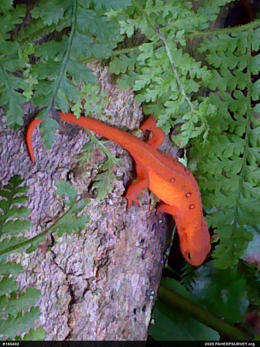 Red-spotted Newt