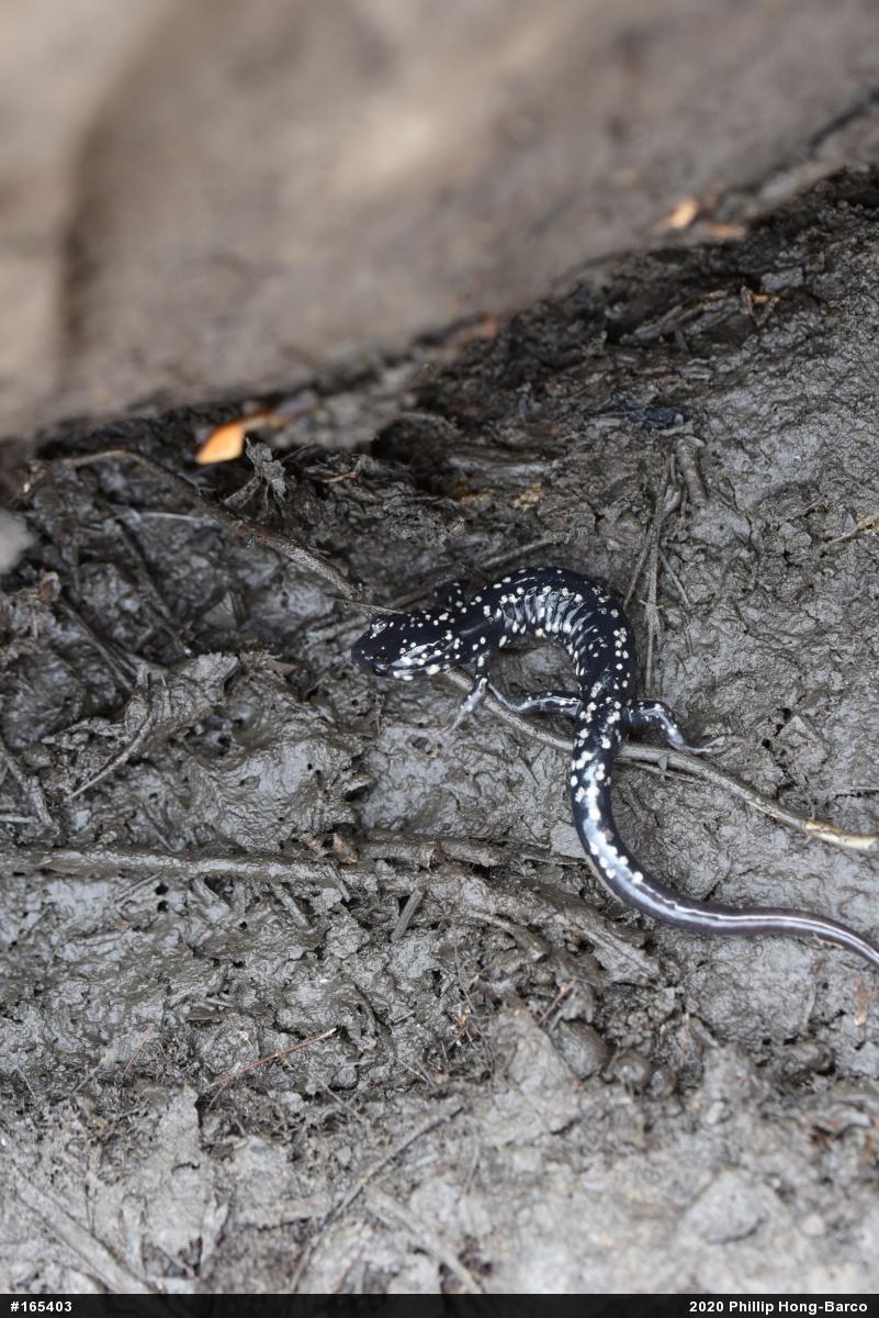 Northern Slimy Salamander