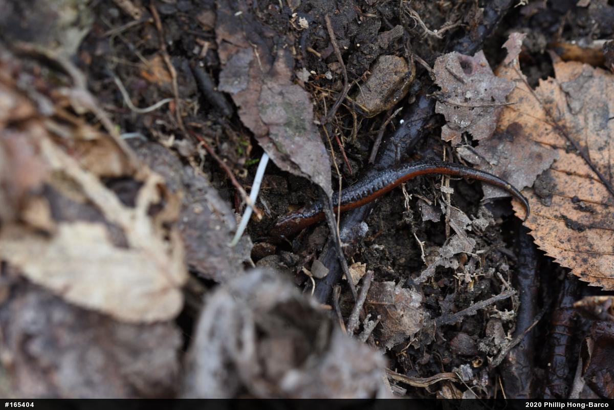 Eastern Red-backed  Salamander