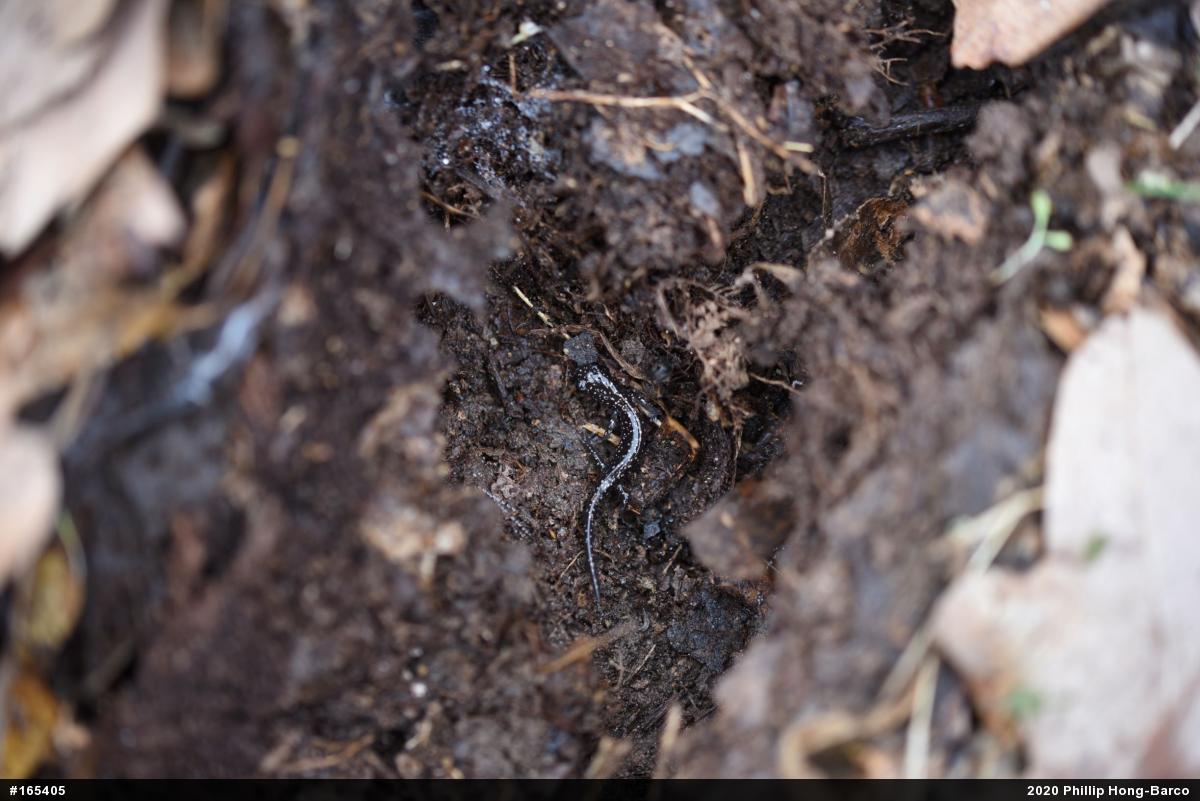 Northern Slimy Salamander
