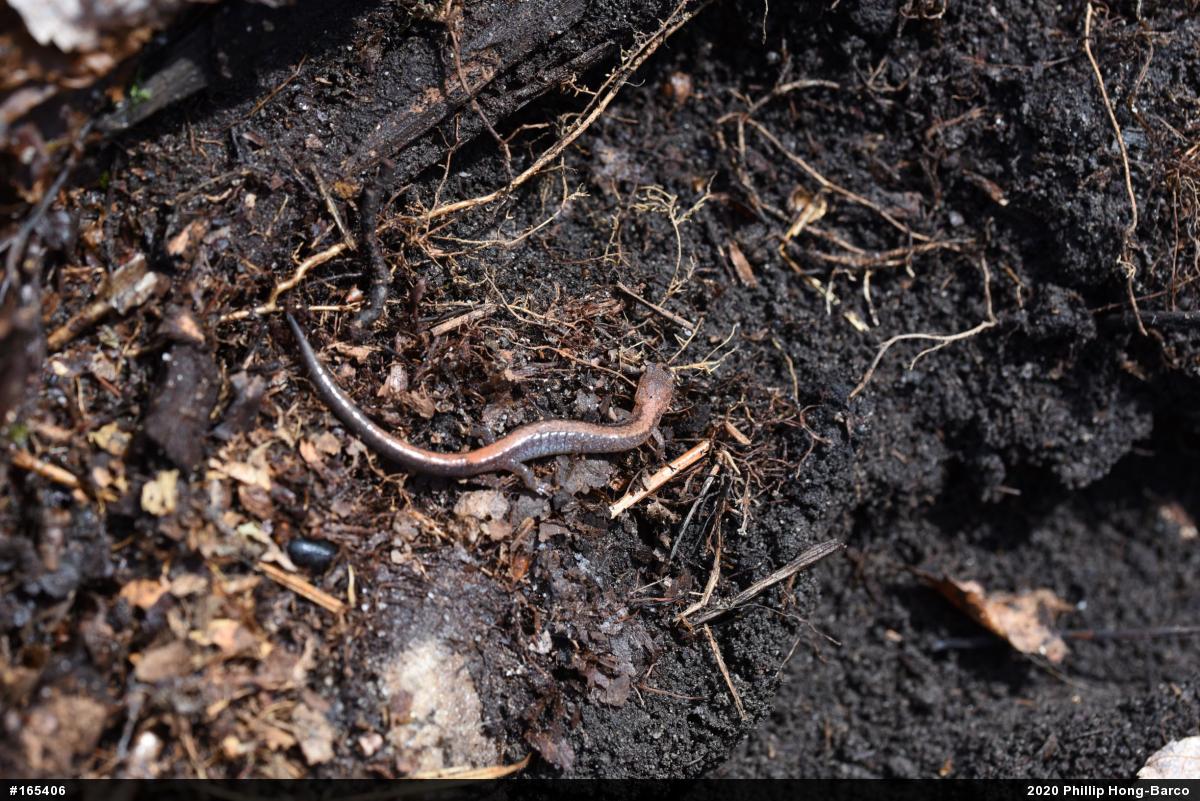 Eastern Red-backed  Salamander