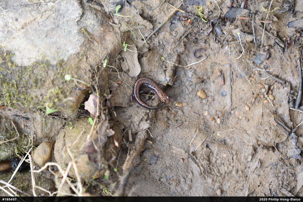 Allegheny Mountain Dusky Salamander